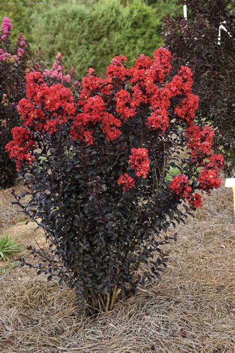 A Closer Look at the Beautiful Blooms of Crepe Myrtle Sunset Magic